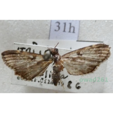 Duponchelia fovealis Zeller, 1847 Italy31h